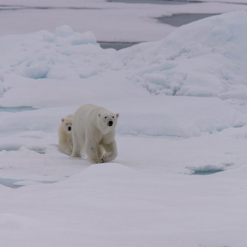 Polar bear (Ursus maritimus) mother and cub on the pack ice, north of Svalbard Arctic Norway