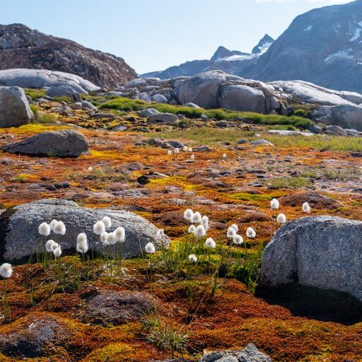 idyllic landscape with moss and wool grass in greenland